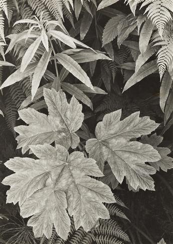 ANSEL ADAMS (1902-1984) Leaves, Glacier Bay, Alaska (two photographs on a single mount).